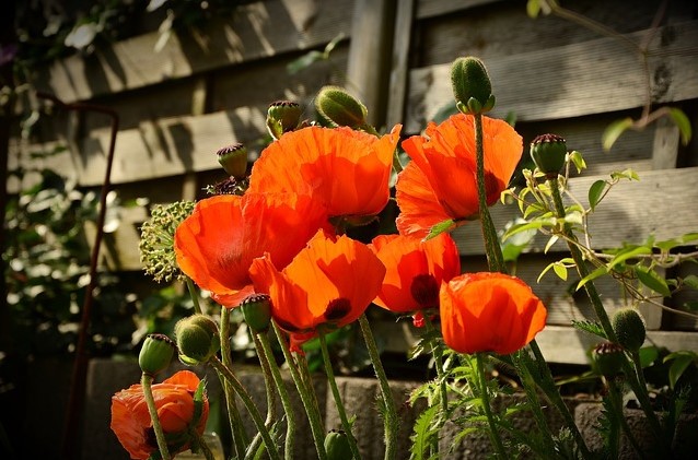 Flower Snips  Burgon & Ball – Native Poppy