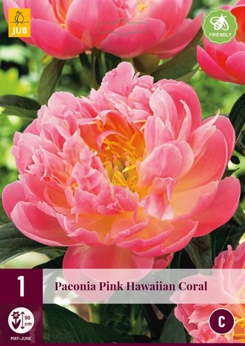 Paeonia 'Pink Hawaiian Coral' (Peony)