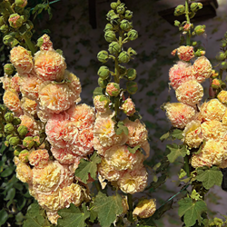 Alcea rosea 'Purple Rain' PURPLE RAIN HOLLYHOCKSALE: Buy 1 get 2