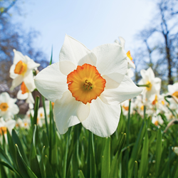 Daffodil Pink Charm, Buy Online at DutchGrown™