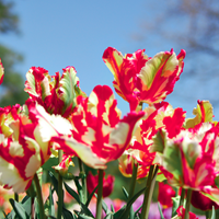 Buy Tulip Estella Rijnveld online at Gardencentre Koeman